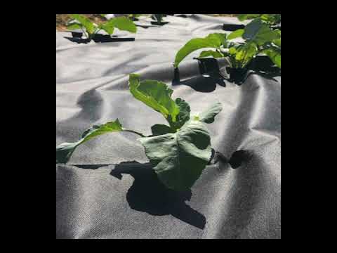 Agriculture Non Woven | Farm Nonwoven