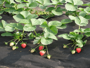 non woven fabric plant
